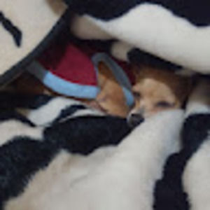 Meet your Posher, Alan